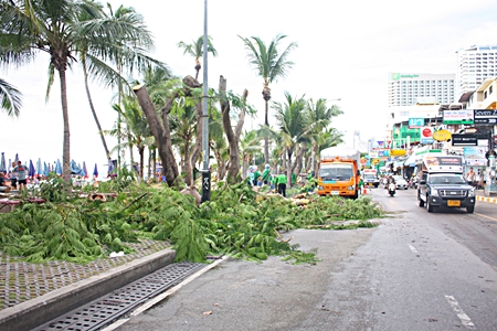 Creating eye soars in the name of security - city workers continue to chop away at trees along Beach Road.